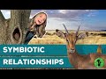 Symbiotic Relationships in Nature: Cooperation for Survival