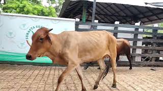 LOTE 150. Feria 43 subasta Santa Clara 