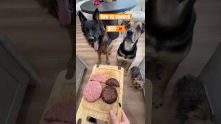Do Dogs Prefer Raw Or Cooked Beef?