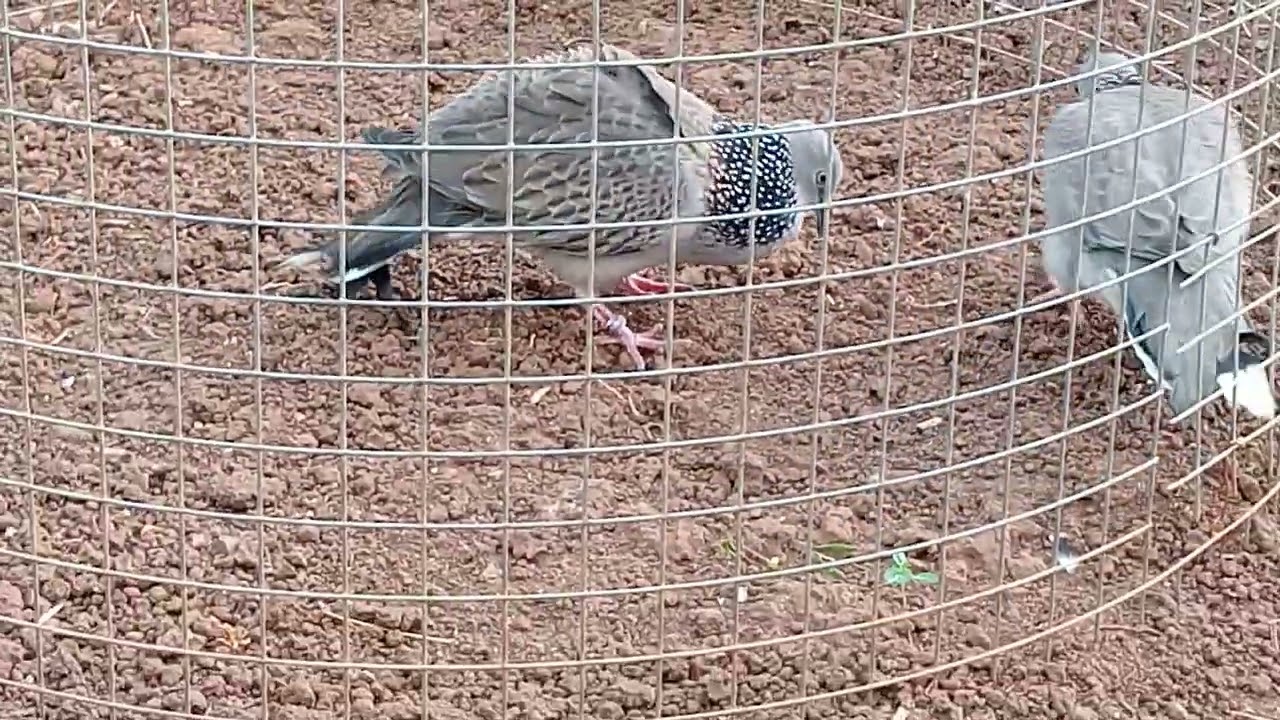 Chim 8 tháng tuổi 