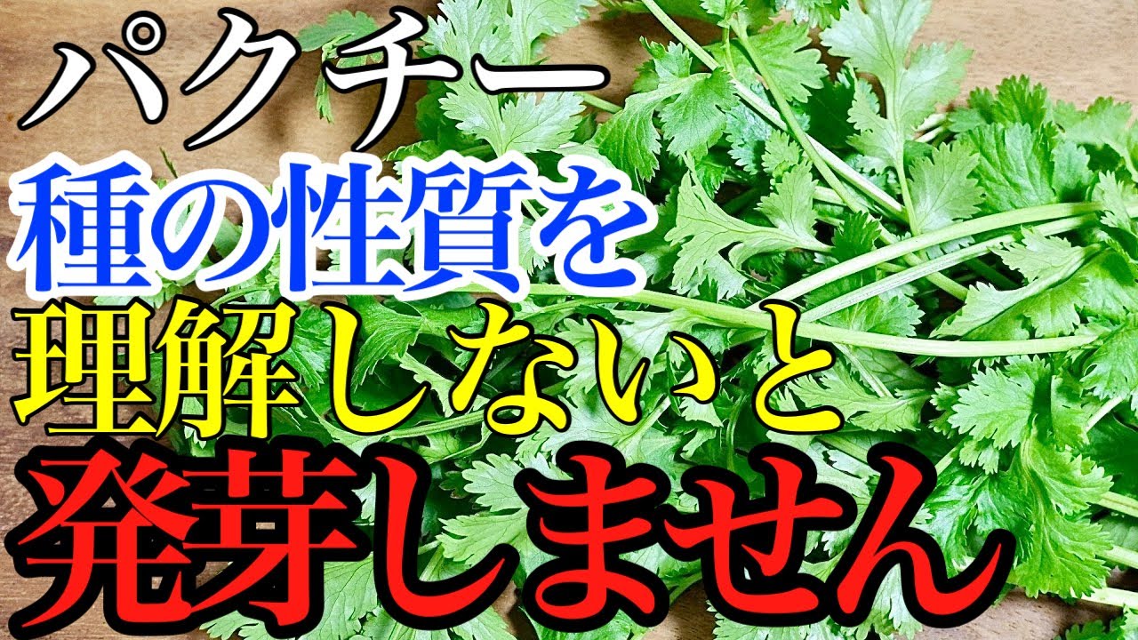 【ハーブ】パクチー（コリアンダー）の種まきの注意点と発芽のコツ