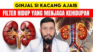 Menyaring 180 Liter Darah Tiap Hari Inilah Cara Kerja GINJAL dalam Tubuh!