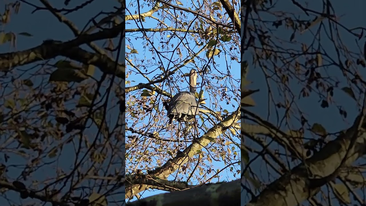 Great Blue Heron flying between tree branches 
