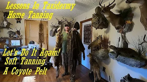 How to soft tan coyote pelts at home (Coming Soon!)#taxidermy #howto #wildlife