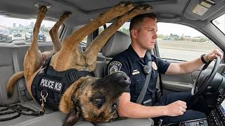 Full When God Accidentally Makes Your Police Dog a Hilarious Comedian 😂 News