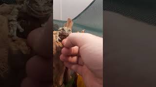 Voracious Grey Tree Frog Xd