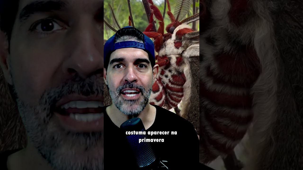 MARIPOSA MAIS LINDA QUE JÁ VI | Pidobiologia