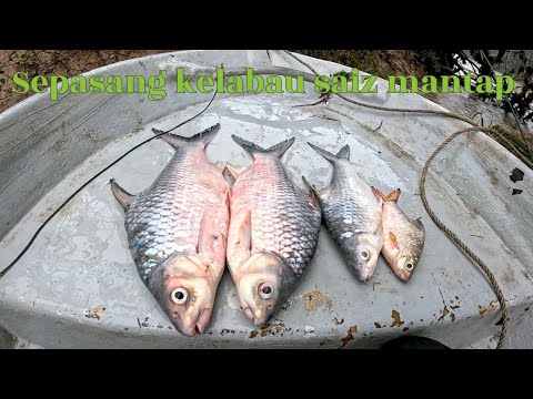 BERMALAM DIHUTAN: survival buscrhaf camping dilereng bukit angker