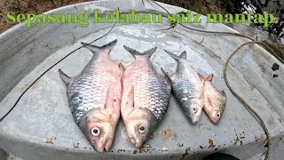 Sepasang kelabau saiz mantap 😄