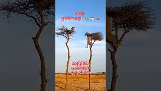 🐆 சிறுத்தையை அலறவிட்ட குரங்கு! 🤯 #WildlifeTamil #shortsfeed #shortvideo #shorts