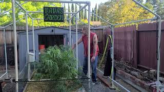 Papa's Cannabis Garden