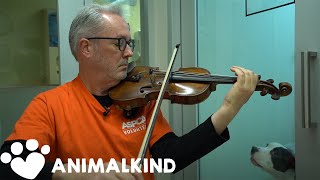 Broadway violinist performs for abused animals | Animalkind