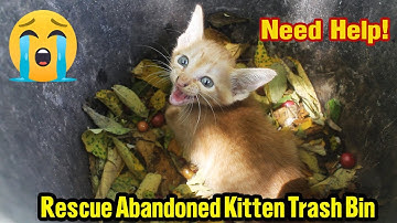 Rescue An Abandoned Kitten Crying At The Trash Bin | Found A Newborn Kitten | Abandoned Animals TV