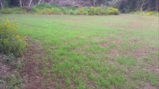 9-17-16 Hail Mary Food Plot Salvage!!! This is why you CAN'T give up on failed plots!