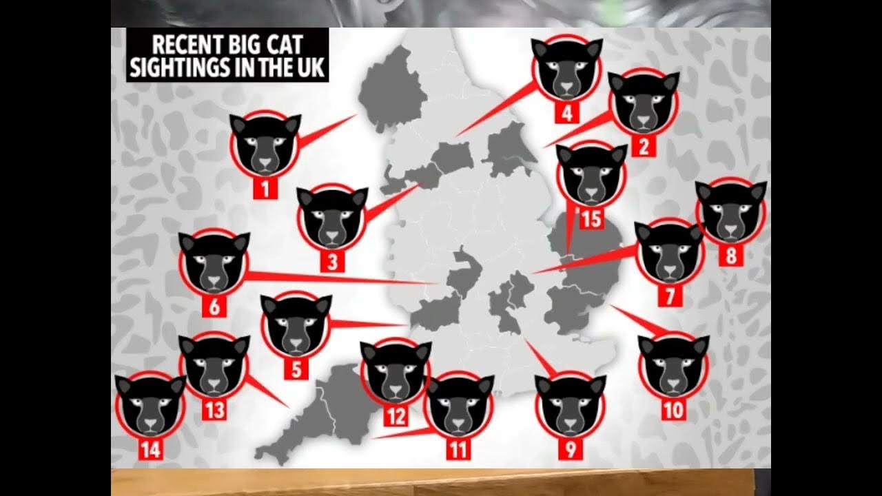 big-cats-uk-youtube