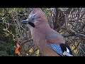 Eurasian jay bird is offended