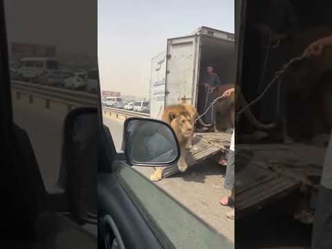 اسد يهرب من العربية علي كوبري اكتوبر