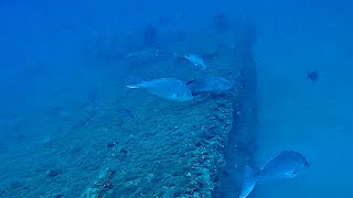 Huge barge 175 foot deep big hogfish
