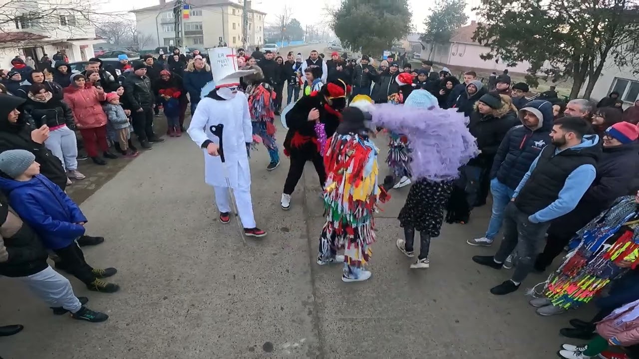 Ursul din Stâncă pe Deal, Victoria 2023