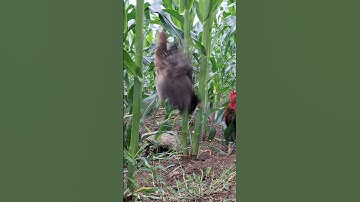 tiếng gà rừng mái gọi trống phi cực nhanh.poj qaib qus xeev lau dhias ceev tiag tiag