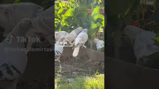 sliver Turkish trumpler fancy breeder pair with chicks #kabutor #pigeon #fancyanimal #fancybird
