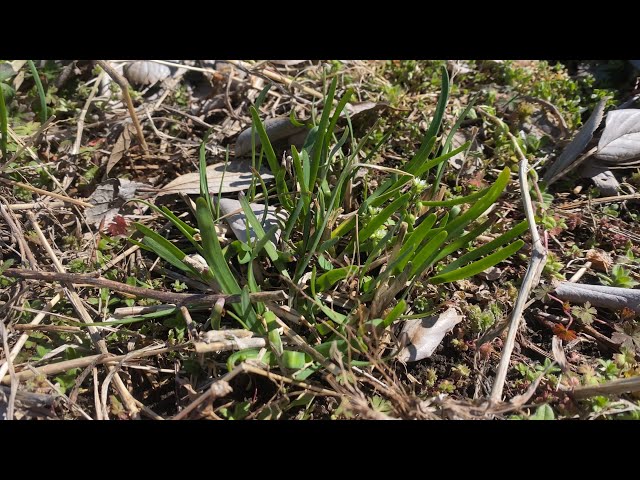 The chives that survived the winter have started to grow] - YouTube