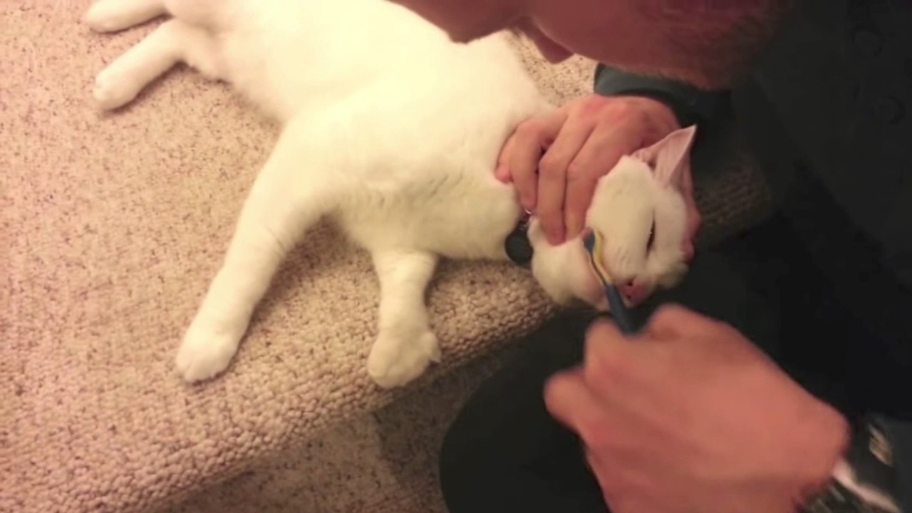 犬 ネコちゃんのsos 猫のよだれの6つの原因と予防法とは その１