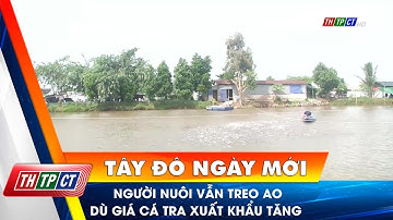 Người nuôi vẫn treo ao dù giá cá tra xuất khẩu tăng | Cần Thơ TV