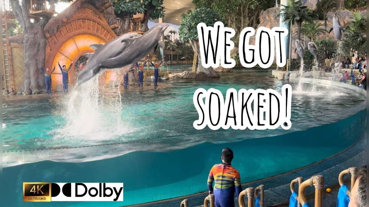 【4K】Amazing Dolphin Show | SeaWorld Yas Island, Abu Dhabi | Splash Zone Experience 🐬 | Full Show