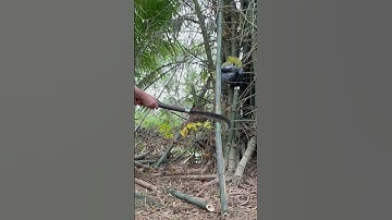 Tôi làm con dao quắm phát rẫy bằng thép vòng bi xe tăng chặt cây tre như chặt chuối vậy