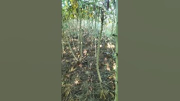 Harga singkong gak sesuai sama perawatan nya, bagaimana ini.