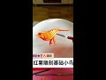 #Fruit and Vegetable Carving #Food Sculpture #Basic Bird #Easy to Learn