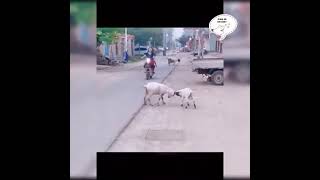 #funnyvideo #funnyvideos #trynottolaugh