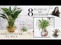 8 PLANTAS DE INTERIOR PARA CULTIVAR  EN AGUA 🍃🌻8 indoor plants to grow in water.