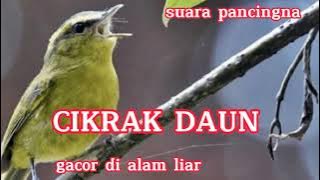 SUARA PANCINGAN BURUNG CIKRAK DAUN GACOR DI ALAM LIAR