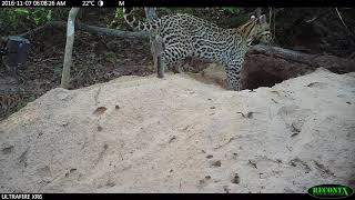 Ocelot Goes for an Afternoon Nap in Burrow