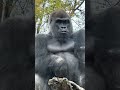 The Silverback Gorilla watching visitors.