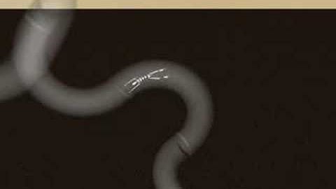 3ds max ragdoll through pipe