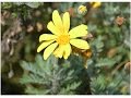 MARGARITA AMARILLA O MARGARITERO GRIZ (Euryops pectinatus) PLANTAS ORNAMENTALES