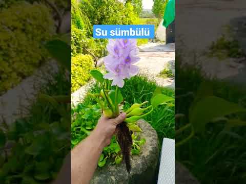 Video: Eichornia (15 Ta Rasm): Suv Sümbülü Nima? Eichornia Varifolia Akvariumda Va Boshqa Turlarda. Qishda O'simlikni Qanday Saqlash Kerak? Ekish Va Ketish