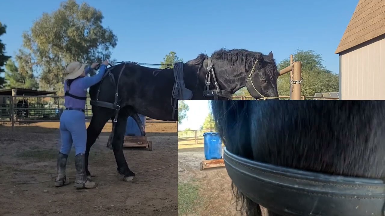 Harnessing Video Draego