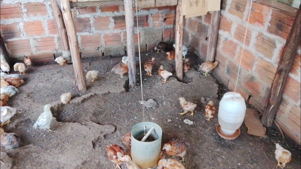 Faça isso para seus pintinhos crescerem rápido e saudável 