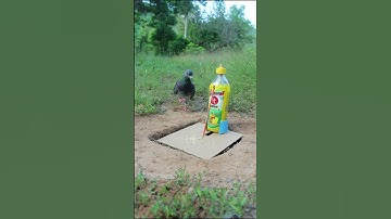 Easy Underground Bird Trap Using Bottle And Paper #shorts