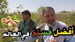 الفستق الأفغاني الأفضل في العالم 🌍🏳|Afghan pistachios are the best in the world