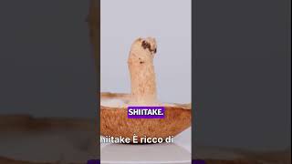 Leishmaniosi nel Cane 2 Funghi Medicinali Potenti Micoterapia