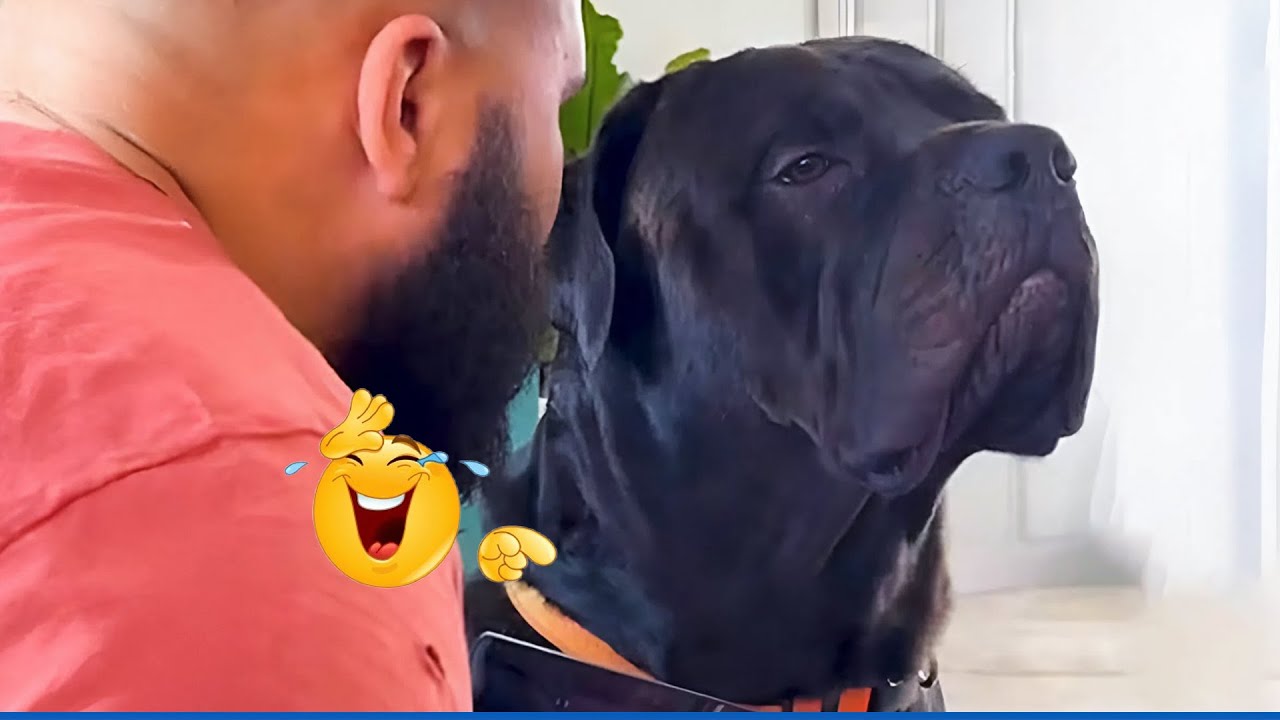 Dogs are the Kings of Comedians 😂🐶 Best Funny Animals Videos 2025 🤣