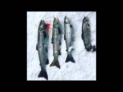 23' Salmon Caught