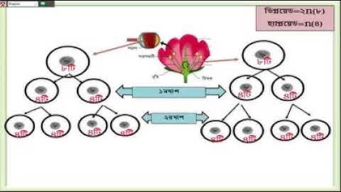 #অষ্টম শ্রেণি,#বিজ্ঞান #দ্বিতীয় অধ্যায়,#জীবের বৃদ্ধি ও বংশগতি। ক্লাস ২। তারিখ ২৭ ০৮ ২০২০