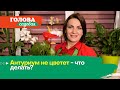 Голова садовая - Антуриум не цветет - что делать?