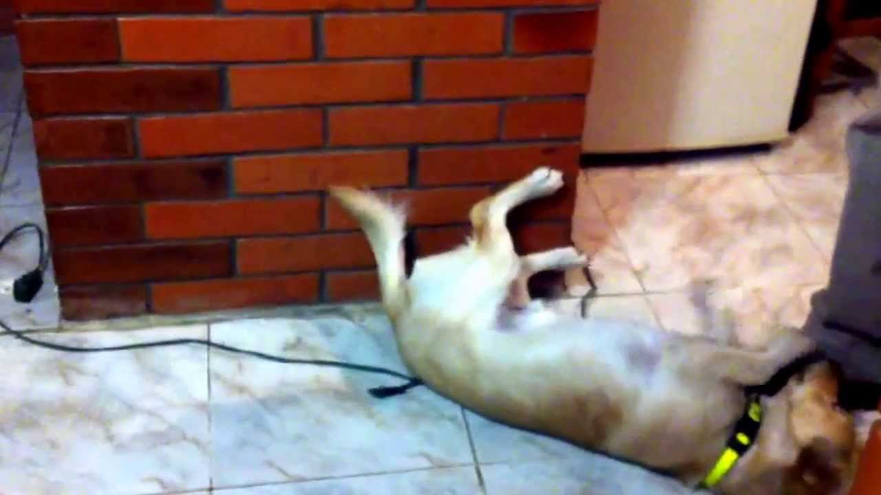 Como se mata a un perro YouTube Como se mata a un perro YouTube